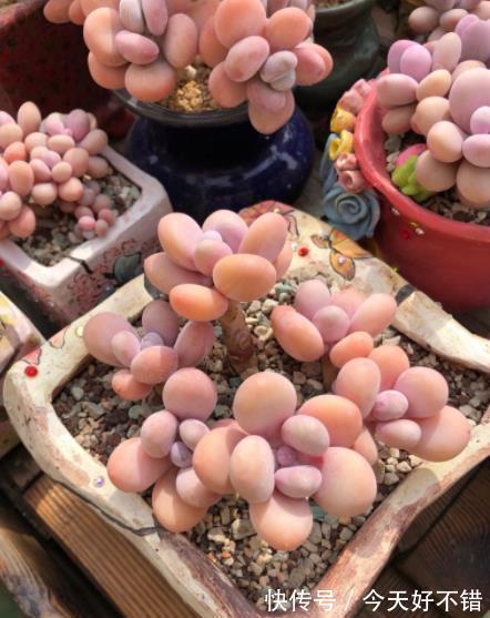 5种高颜值普货多肉,12月养一盆正当时,便宜好养上色美