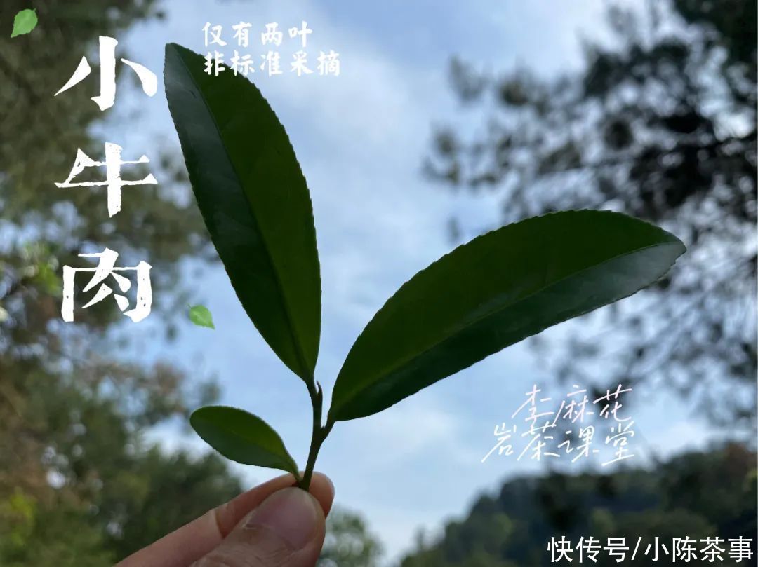 慧苑|我在武夷山“捡漏”，采到一泡小牛肉岩茶，味道如何？