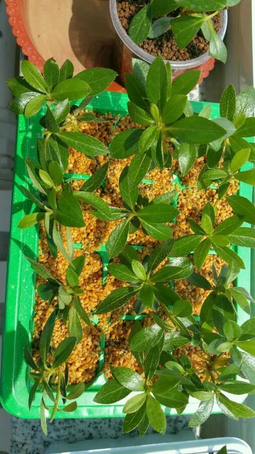 养花技巧学会这种扦插法,插什么活什么,太简单了!