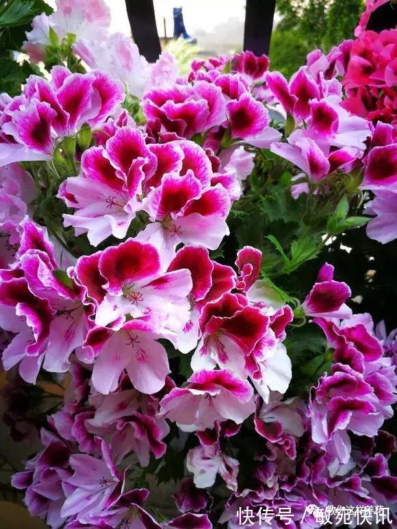 3种花太贵，别再买了，剪几个枝就能扦插几十盆！