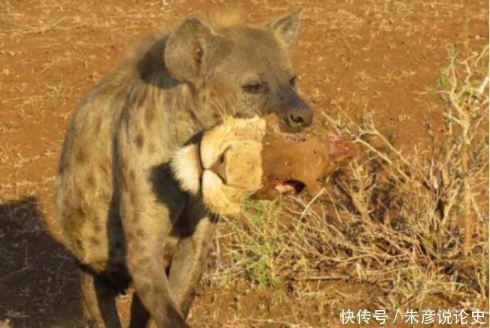 肉食_肉食动物_肉食女喜欢草食男还是肉食男