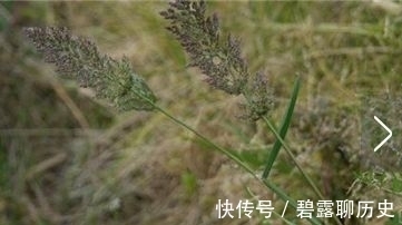 杂草|农村常见的野草,牛都不吃,是老中医用来治疗“关节痛”的良药
