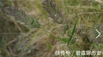 杂草|农村常见的野草，牛都不吃，是老中医用来治疗“关节痛”的良药