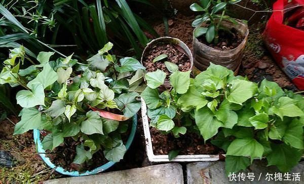 养花|有阳台别只养花,种上这2种菜,老人小孩都抢着吃