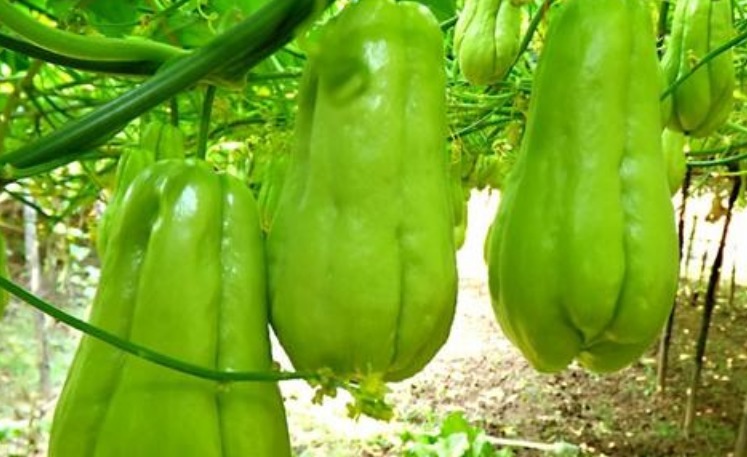 食物|女人想皮肤好,学会吃4种食物,排毒消脂,有祛雀斑,增强抵抗力