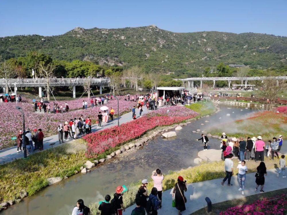 花海|火了!金湾这条村太受欢迎!
