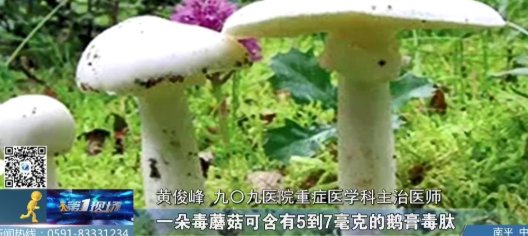 黄医师|男子遭遇“头号毒蘑菇”，险些丧命