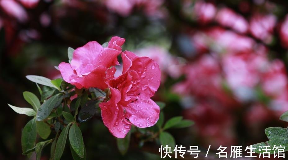 杜鹃花|进入三伏天,杜鹃花太难养,掌握3个养护策略,轻松度夏