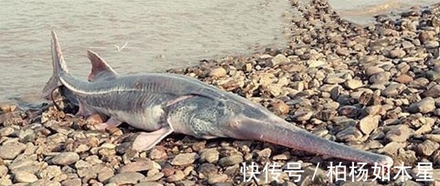 没收渔具并处罚!云南钓鱼人使用违规钓具,被抓时刚好上鱼了