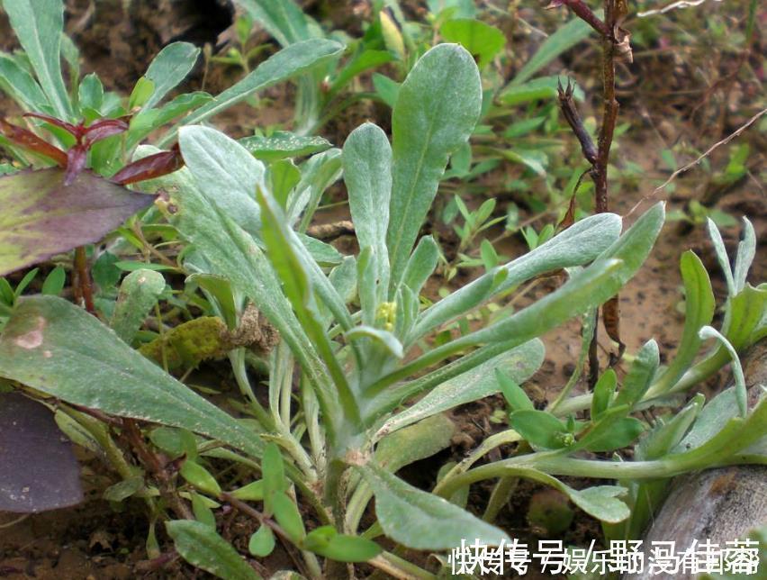 止咳化痰|夏季喉咙痛还感冒,用这种草揉成包子蒸着吃,止咳化痰还降血压