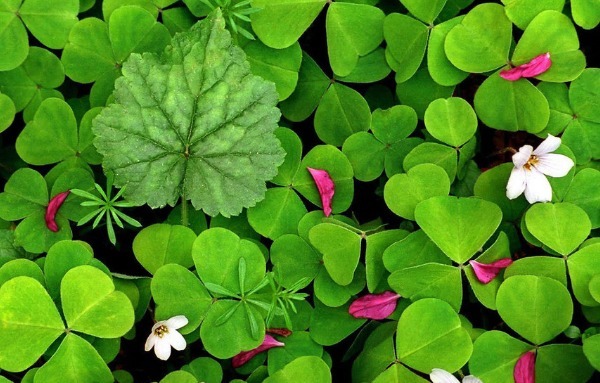 三叶草怎么养护开花多以下3个方面多注意，花繁叶茂轻松爆盆