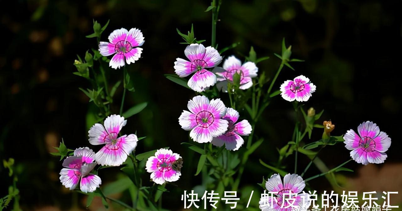 5种花适合养在窗台上,晒晒太阳,浇浇水,让你的窗台花团锦簇