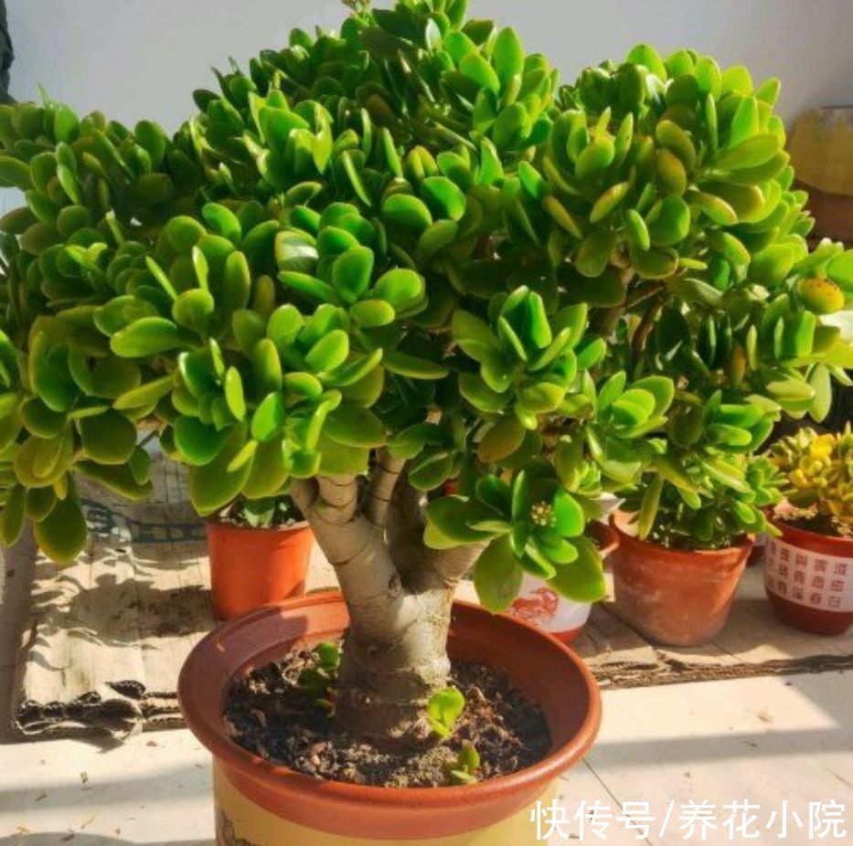 天气变冷,10种花要减少浇水,不然难过冬