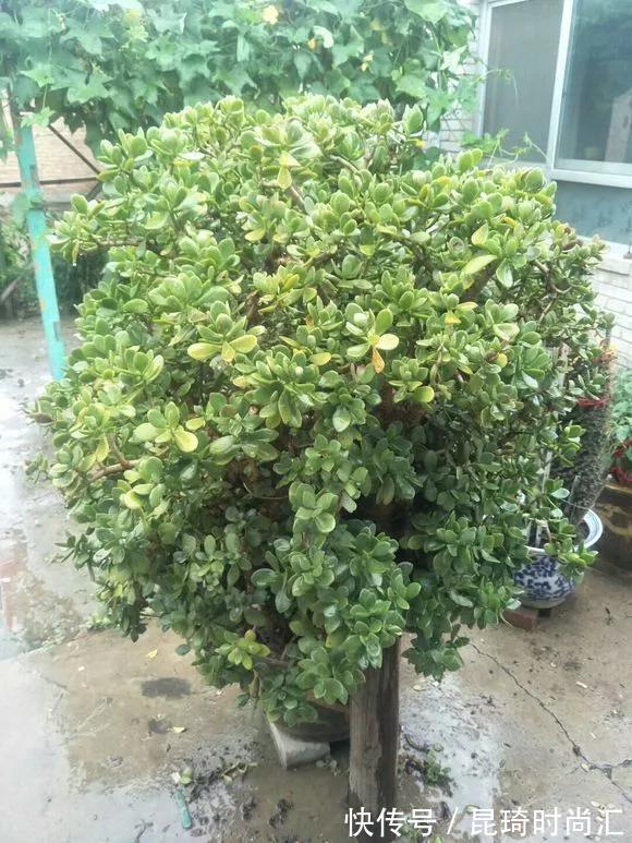 极难养死的4种花,太省心,丢阳台不管,轻松长爆盆