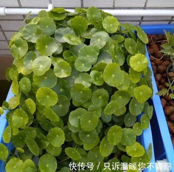 养花技巧铜钱草养在这，7天就爆盆，叶子长成巴掌大！