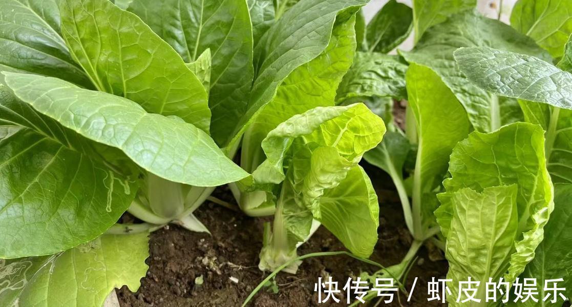 嫩过生菜,鲜过上海青,美过箭杆白,“快菜”才是好吃的大叶菜