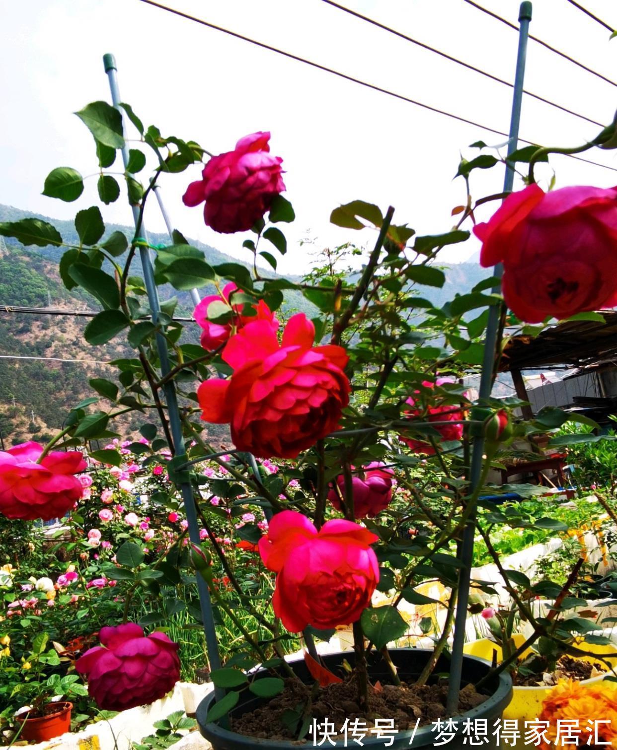 荔枝香|你的阳台还有位置吗?养棵“秋日胭脂”,多季有花看,赏花又闻香