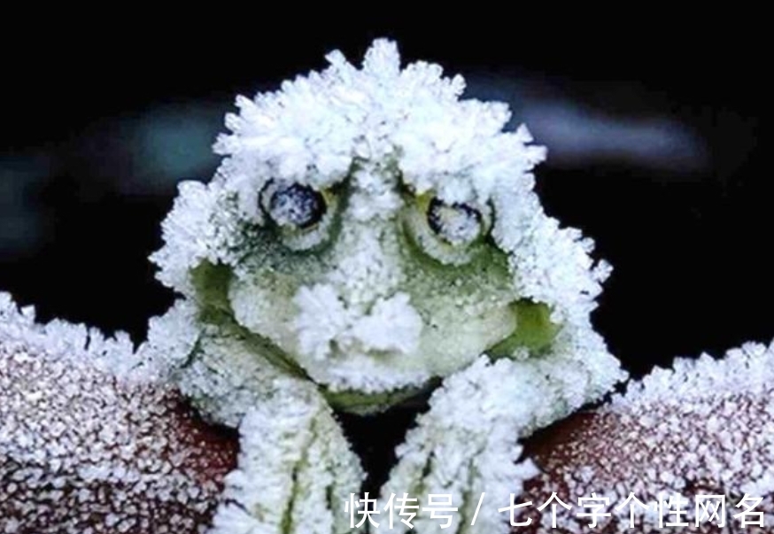 巨蜥|完全冻结的木蛙，与人类指纹几乎相同的考拉，你不知道的生物知识
