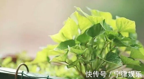 阳台种菜乐趣多,4种适合盆栽的蔬菜,养上几盆,绿色健康又好吃