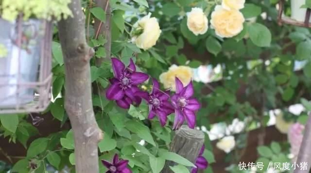 种植|家里有院子不如搞个种植池,这几样植物推荐给你