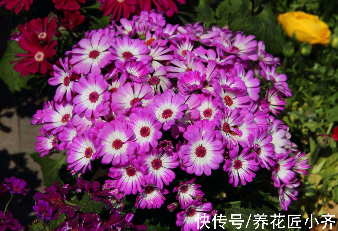 8种“短命花”,年前买,年后扔,只因好看忍不住,才会年年买