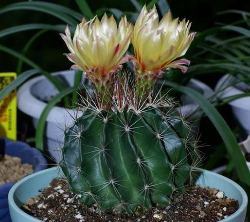 玉翁玉翁|适合懒人栽种的7种懒人盆栽,大半年不管居然还开花了!