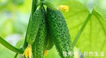 口服降糖药|10种植物是糖尿病的天然克星，效果最好的确被当垃圾扔掉