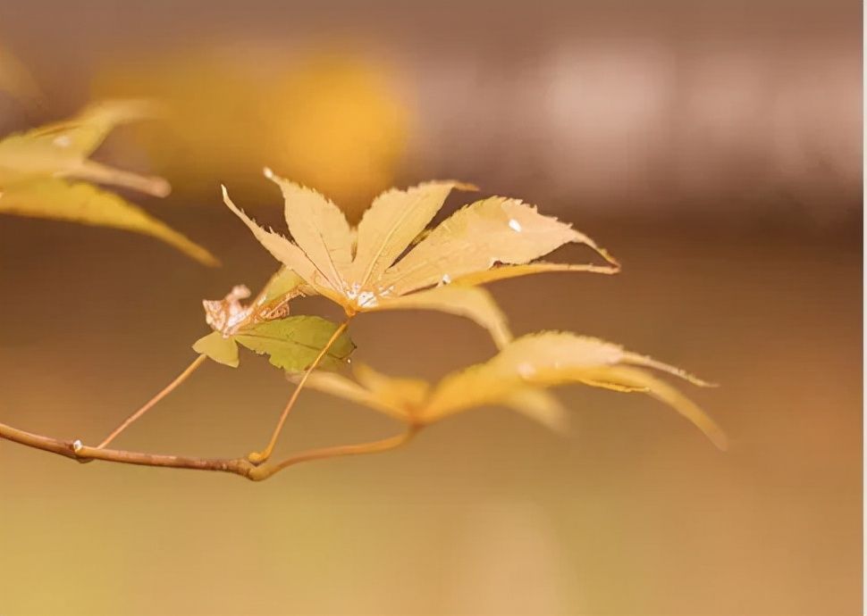 杜甫&诗词丨史上最全“秋”字飞花令,句句经典,值得永久收藏