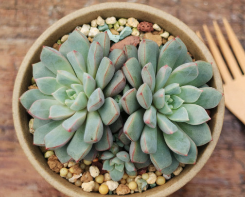 多肉蓝宝石怎么叶插教你3个小步骤，叶插出最绚烂多彩的蓝宝石