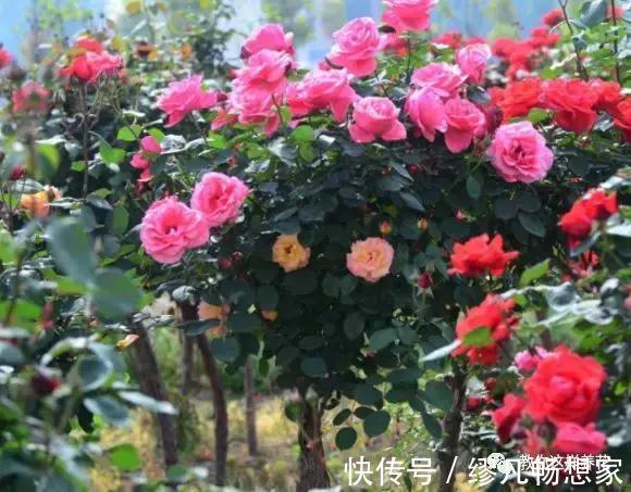 月季养成树，开花一团团，轻松开成大花球，阳台也能养得好！
