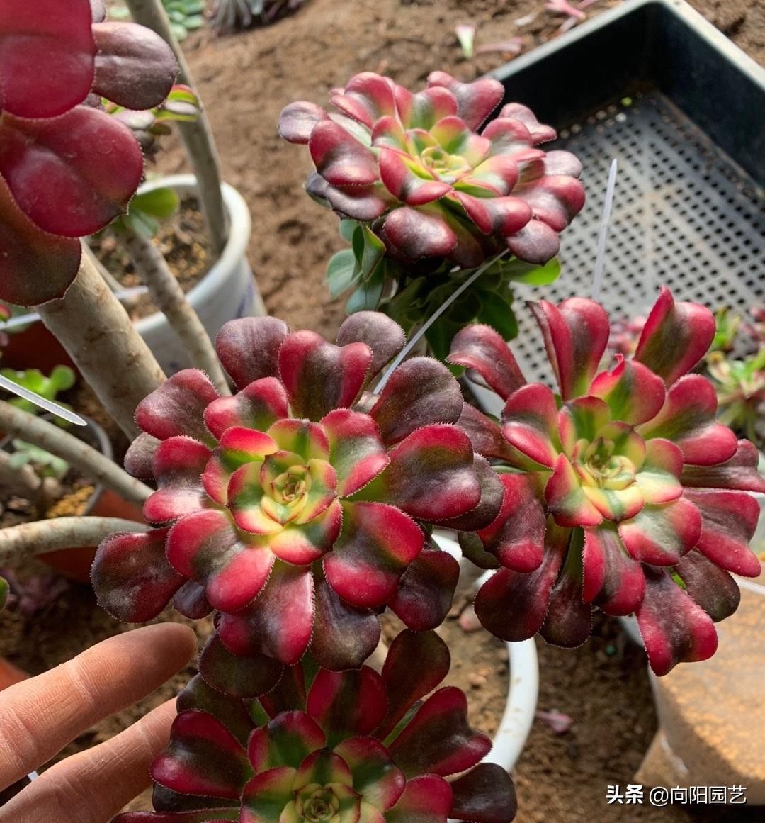 秋天的法师生长加速，给它浇点液体肥，长得快，叶子伸展得更漂亮