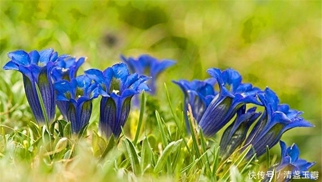 龙胆草|春游的都会给这些花拍照,哪里都是宝,路边的“龙胆草”还能治病