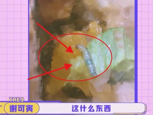  许佳琪|许佳琪公开宠物，刘雨昕以为是画，谢可寅认成蚕，虞书欣回答太恶心