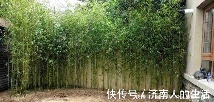 栽植|庭院缘何有“门前不栽竹，屋后不栽树”的说法，原因都在这里