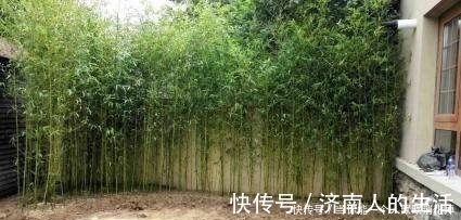 庭院缘何有“门前不栽竹,屋后不栽树”的说法,原因都在这里