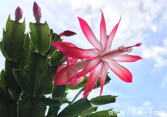 施肥|蟹爪兰夏天要断水不,嫁接和不嫁接的区别大,别养错