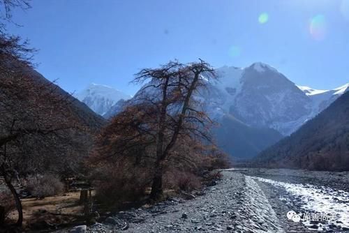 梅里雪山脚下的沙棘树