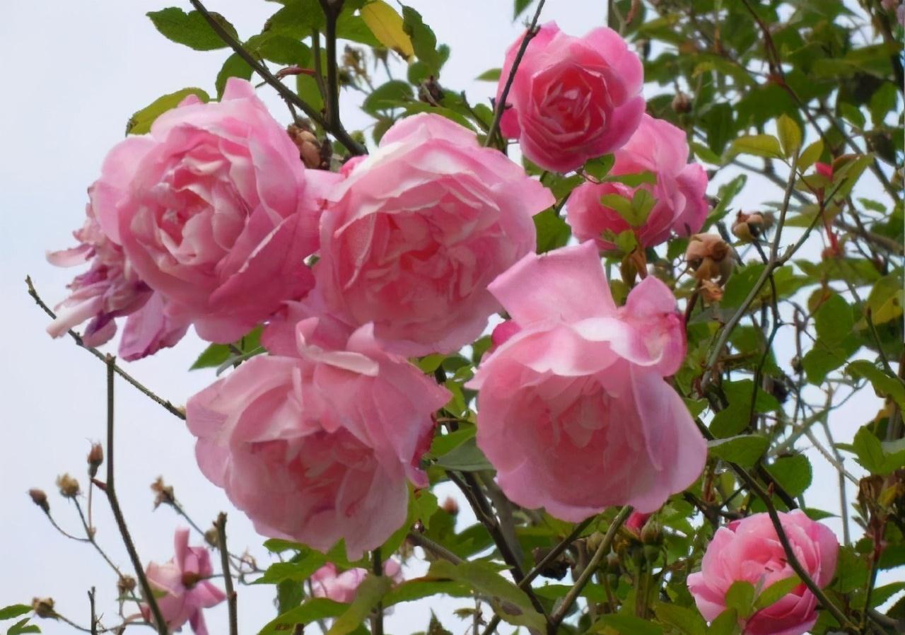 养花行家王阿姨,家里的月季开满盆,原因就是她自制的这种花肥