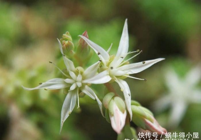 沙漠中绽放的花朵,耐旱花又美的沙漠玫瑰,号称“多肉花仙”