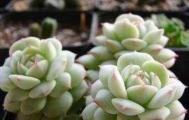 此款多肉，如夜色一般温柔，养护好气质独特迷人，值得拥有