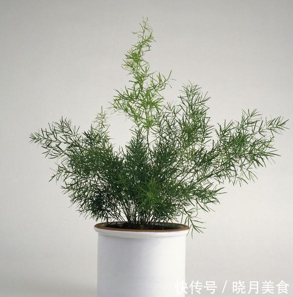 室内观叶植物大全,从此不担心开花与否