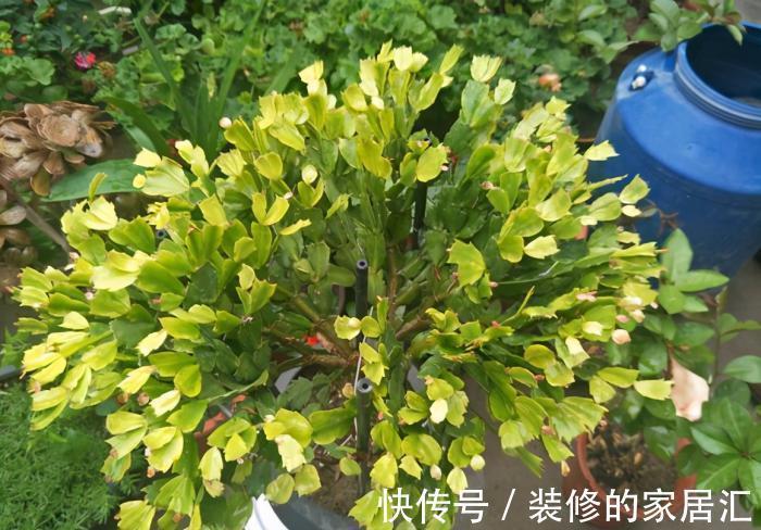 太阳|5种“漂亮花”,别随便晒太阳,晒得越多,开花越少,别弄反了