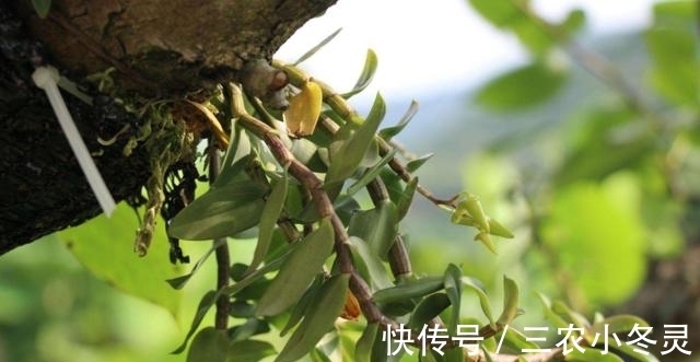 铁皮石斛|农村被称''价值千金''的草,曾经被用来喂猪,如今靠他发家致富