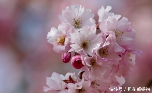 春节将至前,缘分桃花一拥而上,收获真爱万