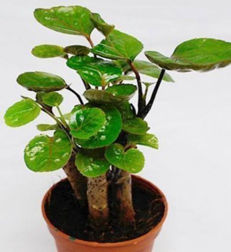 客厅摆上3种“大盆栽”,品味高上档次,关键还“养人”