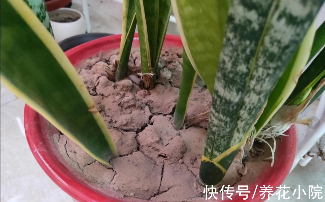 家庭养花，4种花土别乱用，否则啥花都养不好