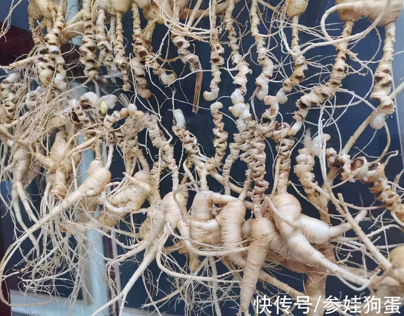 野生人参纯度鉴别