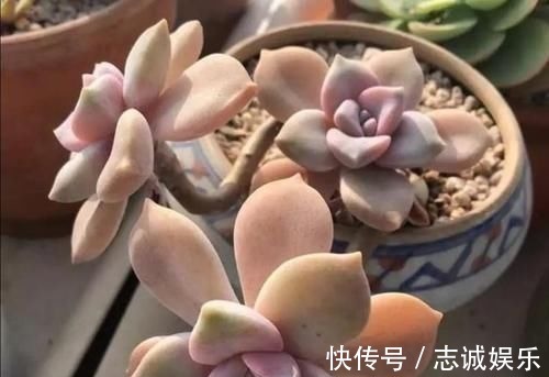 多肉|养多肉植物,用上4个“小技巧”,长成老桩更漂亮