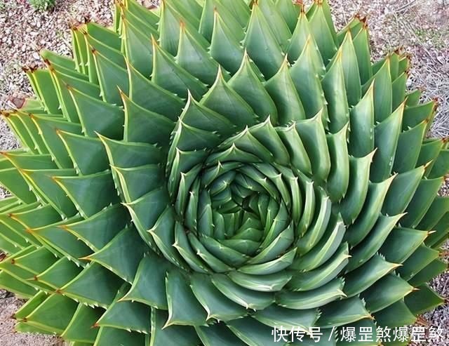 4种高贵的多肉，很多人只听过名字，却没养过，直呼养不起！