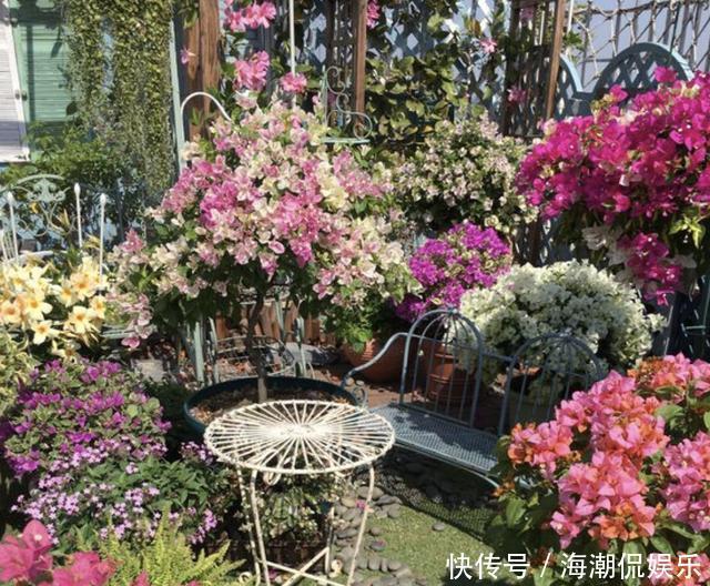 阳台上|三角梅在花期“开花少”,将“4点”把握好,开花99朵,变花树!